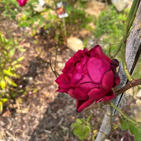 Domaine Du Cret アパート Amplepuis